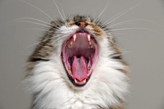 Vid kattallergi reagerar man på proteiner i kattens hud, saliv och urin.