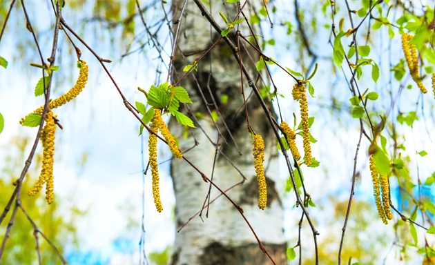 Björk som släpper ifrån sig björkpollen.