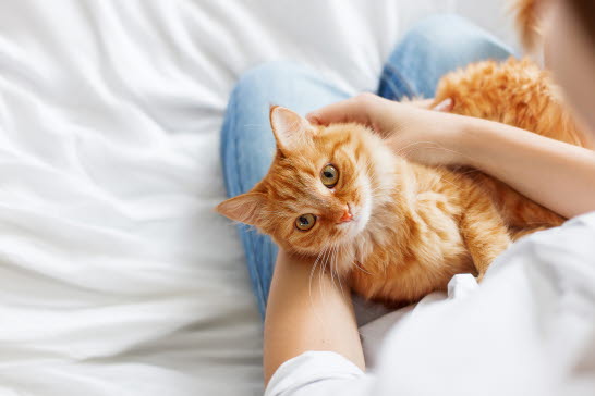 Katt är vanligaste djuret att vara allergisk mot.